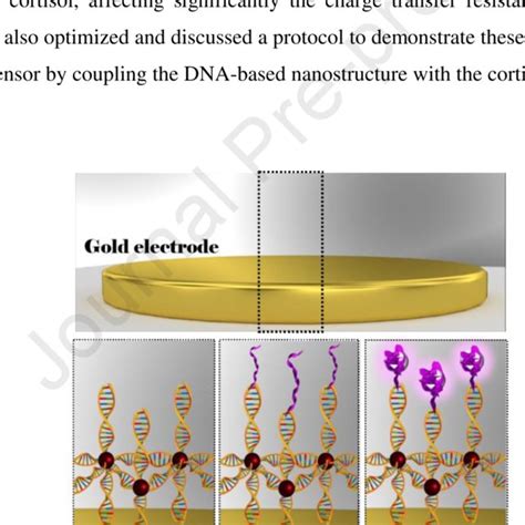 Schematic Representation Of Dna Slaptamer Biosensor Construction For