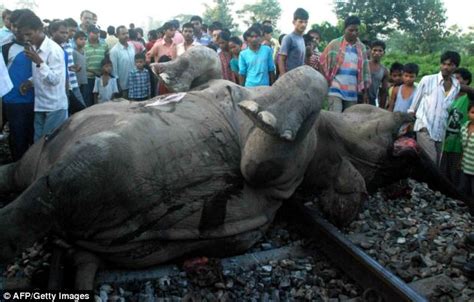 Two Raging Elephants Invade Mysore Kill Security Guard In 3 Hour Rampage Daily Mail Online