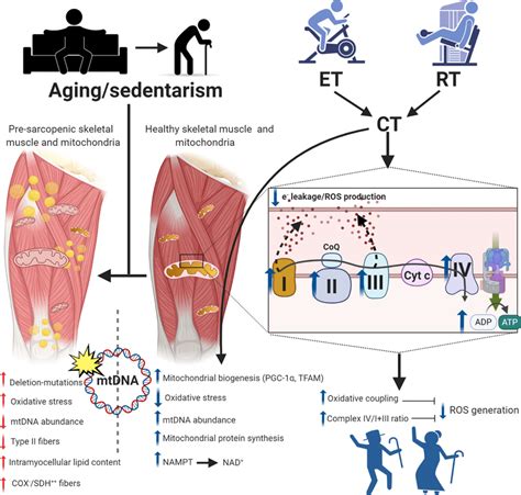 Concurrent Training As A Mitoprotective And Anti Sarcopenic