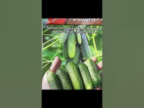 Теперь сею только эти огурцы и урожай получаю вкусный и крупный! # ...