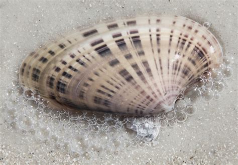 Sunray Venus Clam Shell Peter Kelly Flickr