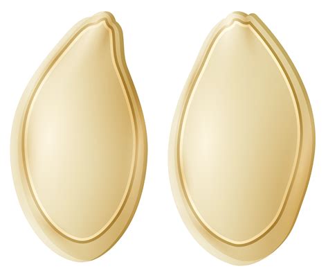Семя, семена тыквы PNG
