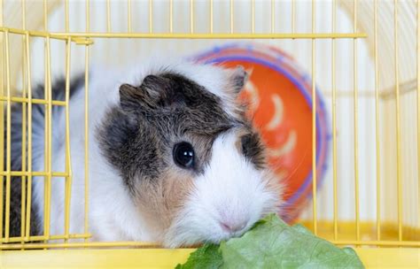 Premium Photo Guinea Pig Eating Lettuce Leaves