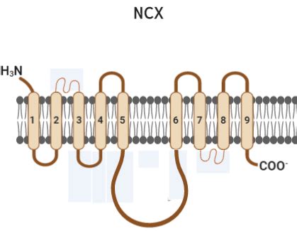 Estructura Del Transportador De Na Ca 2 NCX Presenta 9 Segmentos