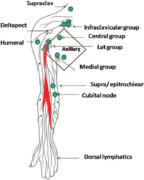 Upper Extremity Lymph Nodes