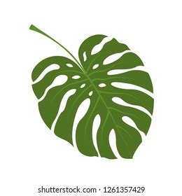 4 402 Big Green Leaf Monstera Royalty Free Images Stock Photos