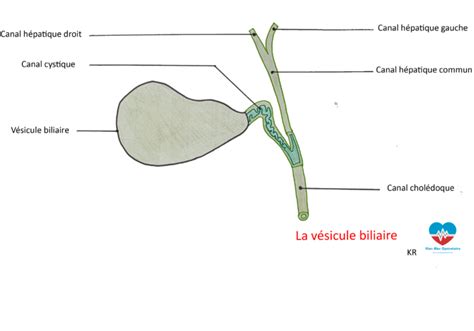 Anatomie Et Pathologie Le Syst Me H Patique Mon Bloc Op Ratoire