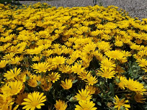 Gazania rigens 'Sun Gold' (Sun Gold Gazania) - Mountain States Wholesale Nursery