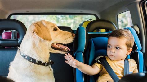 Formas Seguras Y C Modas De Llevar A Tu Perro En Coche