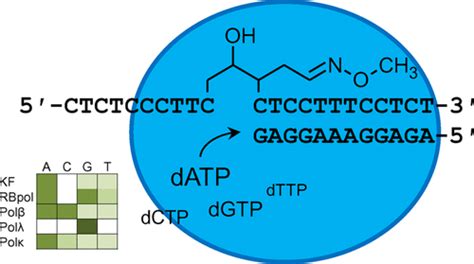 甲氧胺加合物无碱基位点的错误编码和 Dna 聚合酶停滞chemical Research In Toxicology X Mol