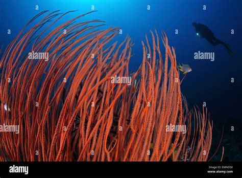 Scuba Diver Red Whip Corals Hi Res Stock Photography And Images Alamy