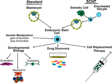 Embryonic Stem Cell Differentiation Emergence Of A New Era In Biology