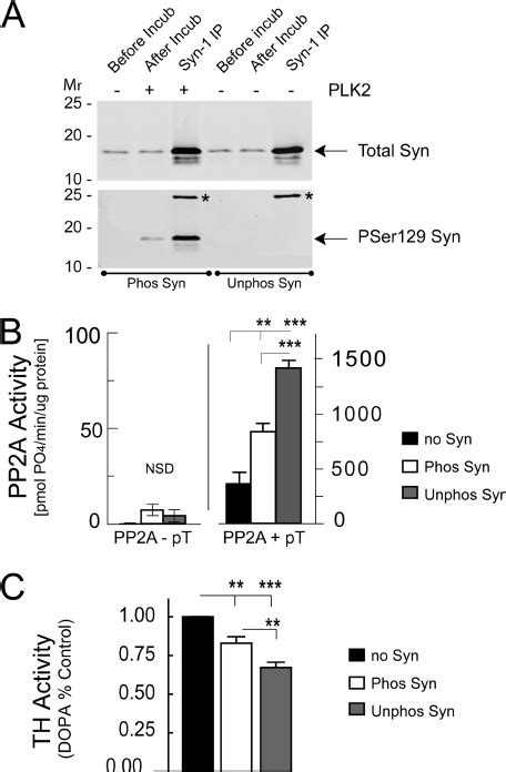 Ser Phosphorylation Reduces The Impact Of A Syn On The Regulation