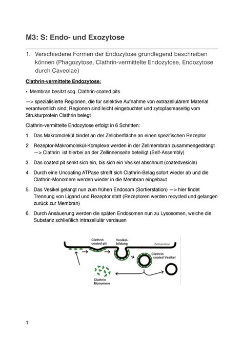 Biochemie I Vorlesungsnotizen M S Endo Und Exozytose