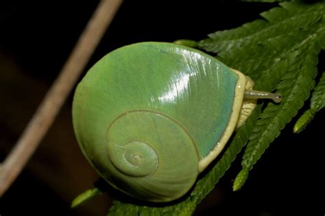 This Handsome Green Land Snail From The Philippines