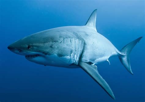 Sandbar Shark | The Waterfront Market