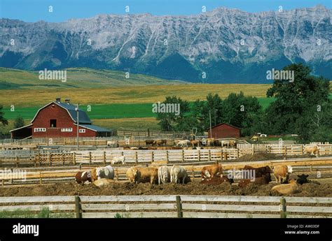 Canada Alberta Cattle Ranch In Foothills Of Rocky Mountains Stock Photo