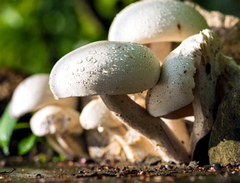 gambar gratis jamur tumbuh hutan