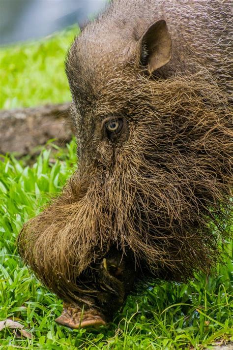 Bornean Bearded Pig Sus Barbatus In Bako National Park On Borneo Island