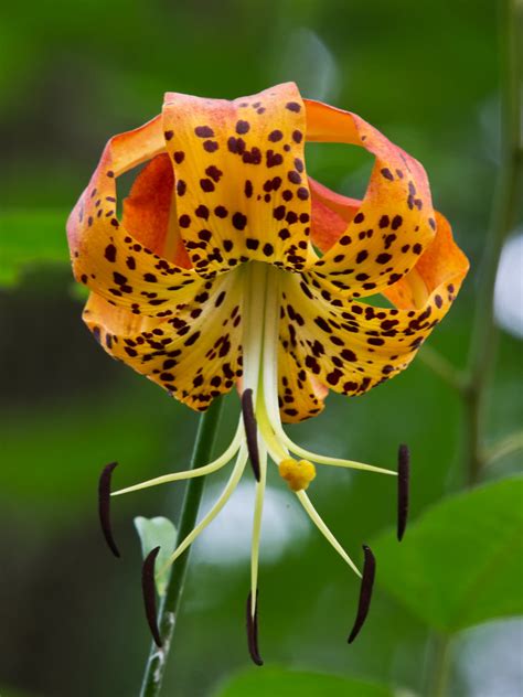 Lilium Michauxii Carolina Lily On The Way Up Into The Mo Flickr