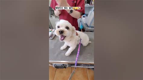 예방주사 맞는 봄이😃😊🐕 두번째 예방접종 하는 날🙂😃 상수역 셀레네 동물병원 Youtube