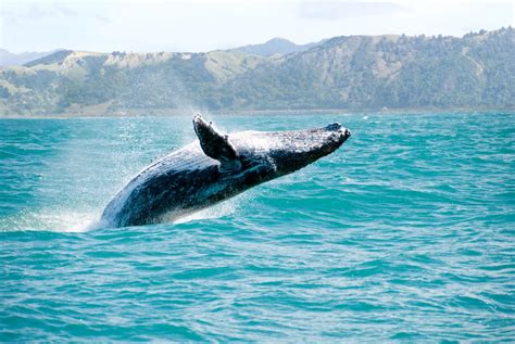 Best Time to See Whales in Kaikoura? | Whale Watching Kaikoura