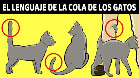 El Lenguaje De La Cola De Tu Gato Finalmente Explicado YouTube