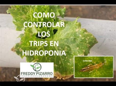 COMO CONTROLAR EL TRIPS EN HIDROPONIA YouTube