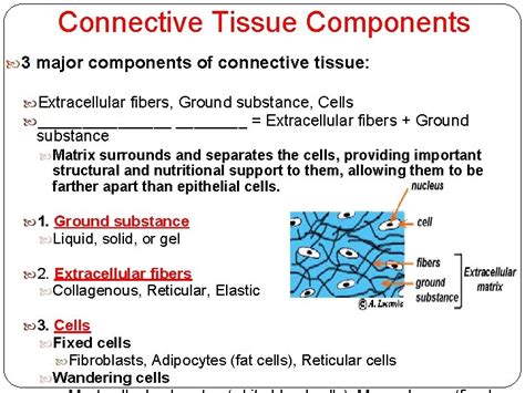 Connective Tissue Components Major Components Of Connective