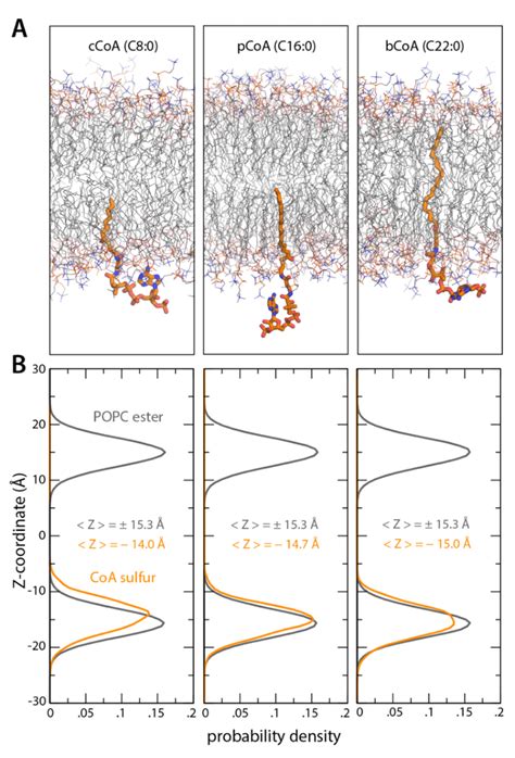 MD Simulations Of Acyl CoA In POPC A Snapshots Of 3 Forms Of