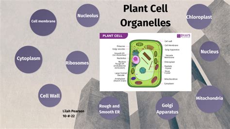 Plant Cell Organelles by Lilah Pearson on Prezi