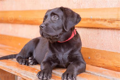 The Puppy Rests On The Bench Black Labrador Retriever Dog In A Red