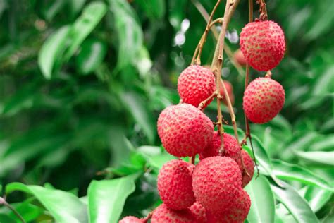 How To Grow Lychee Trees For Fruit