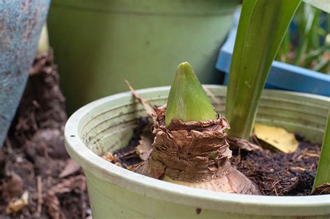 How To Propagate Amaryllis Bulbs Gardener S Path