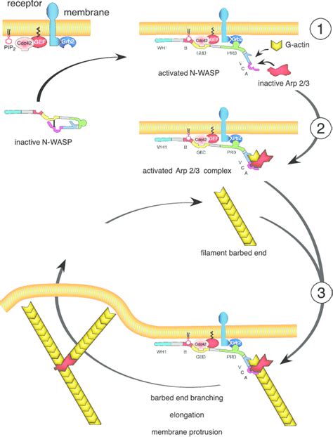 Signaling To Actin At The Leading Edge Of The Lamellipodium N Wasp Is Download Scientific