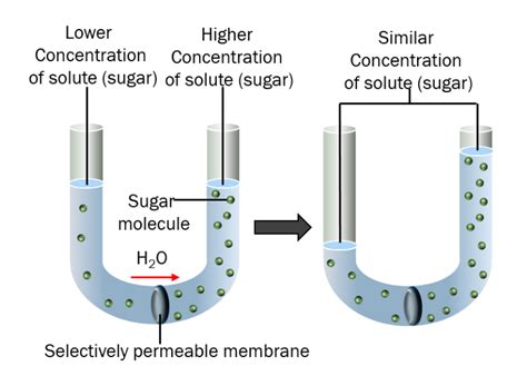 What Is Osmosis Definition Types Osmosis Pressure Andsignificance