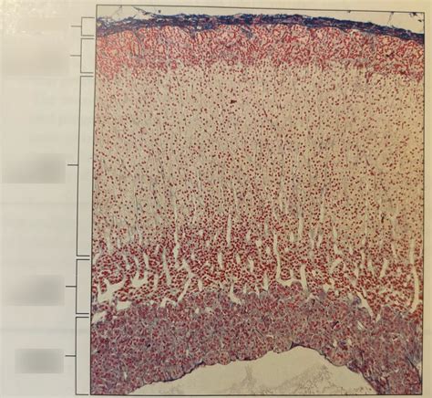 Adrenal Gland Zones Diagram | Quizlet
