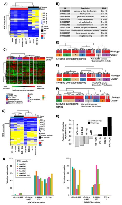 Assay For Transposase Accessible Chromatin Sequencing ATAC Seq Of NE