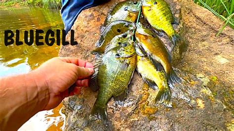 BLUEGILL CATCH CLEAN AND COOK YouTube