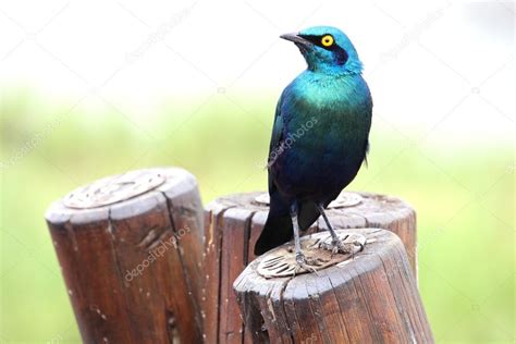 Green Blue Bird Burchells Starling Lamprotornis Australis Sitting