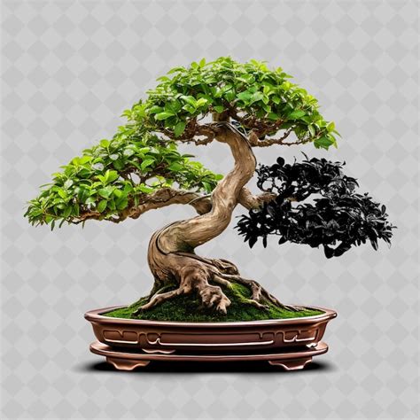 Premium Psd Png Oak Bonsai Tree Stone Pot Lobed Leaves Strength