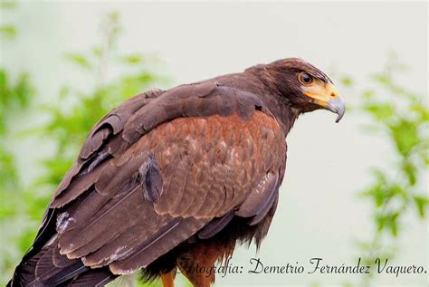 Águila Harris Características E Historia 4 Fotografías Fotografía