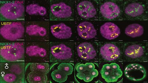 Organizing embryos: the role of NKX1-2 - El·lipse 