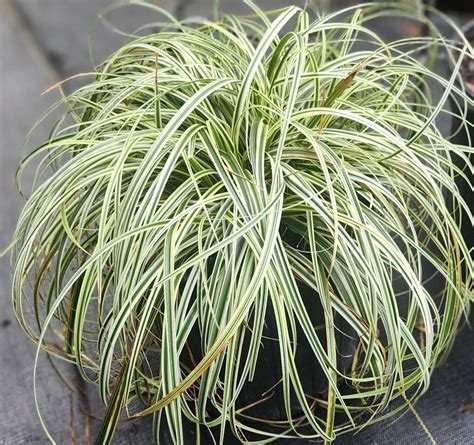 Carex Feather Falls A Bloom Garden Center