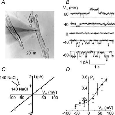 Conductive Properties Of The Non Selective Cation Channel A