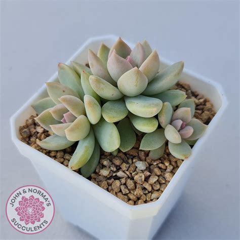 Echeveria Estrella John And Normas Succulents John And Normas