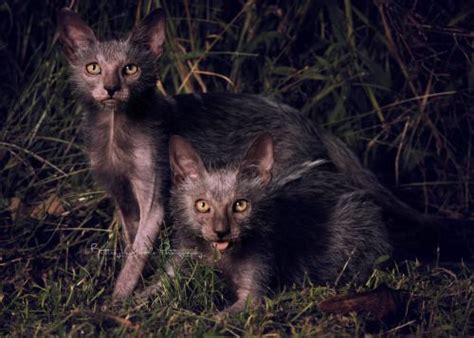 Black Roan Lykoi Cat Werewolf Cat Cat Breeds