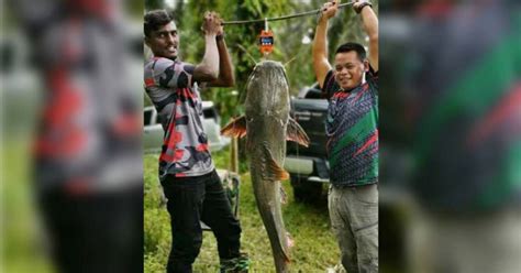 River Monster Hunter Giat Buru Baung Ekor Merah Berita Harian