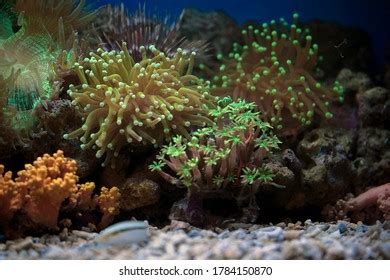 Anemones Coral Reef Stock Photo 1784150870 | Shutterstock