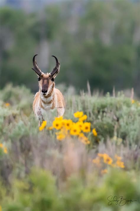 Spring Pronghorn Artists For Conservation